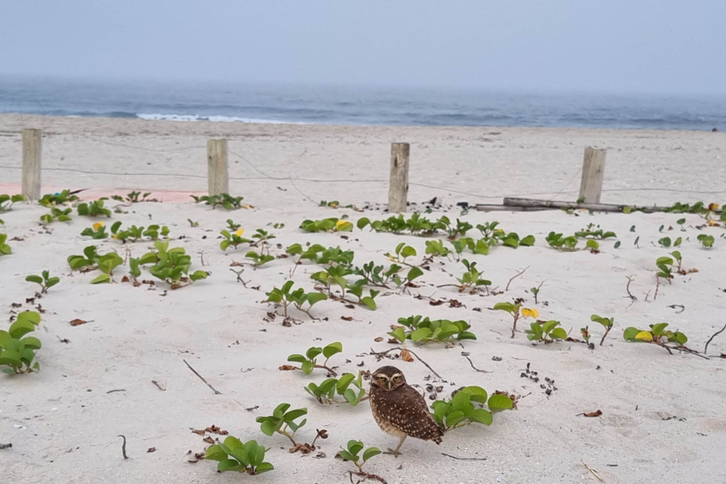 Mais biodiversidade no Litoral do Paraná: corujas-buraqueiras fazem tocas ao longo da nova Orla de Matinhos