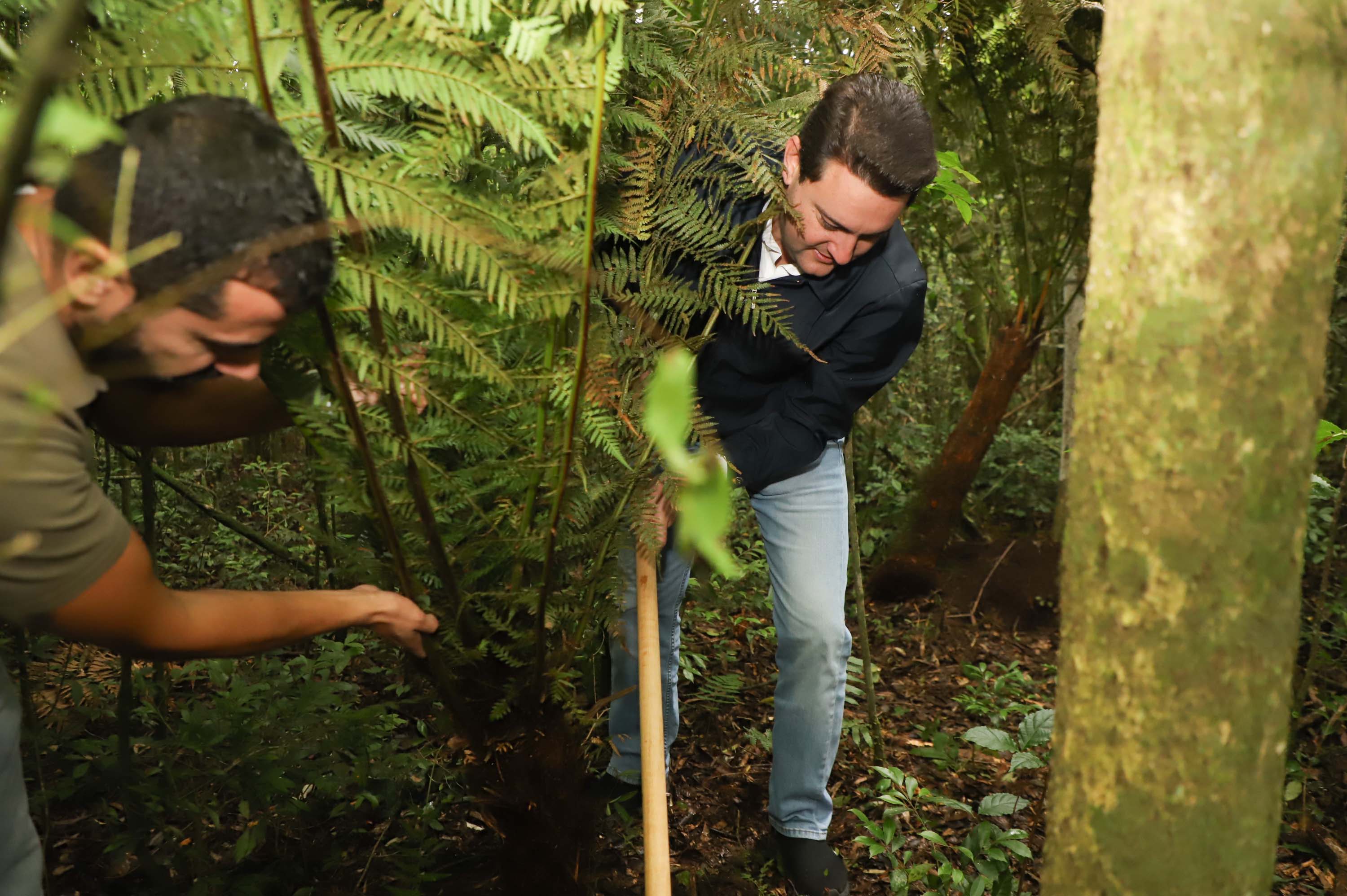 Durante visita às obras, Ratinho Junior realizou o plantio simbólico de um xaxim (Dicksonia sellowiana), uma das espécies que serão transplantadas na Área de Proteção Permanente (APP) do futuro reservatório. Foto: Ari Dias/AEN