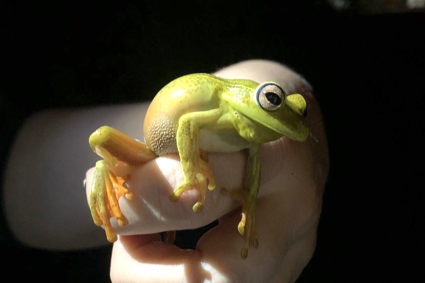 2 mil toneladas de aço, sapo raro e muito gelo na obra: as curiosidades da Ponte de Guaratuba