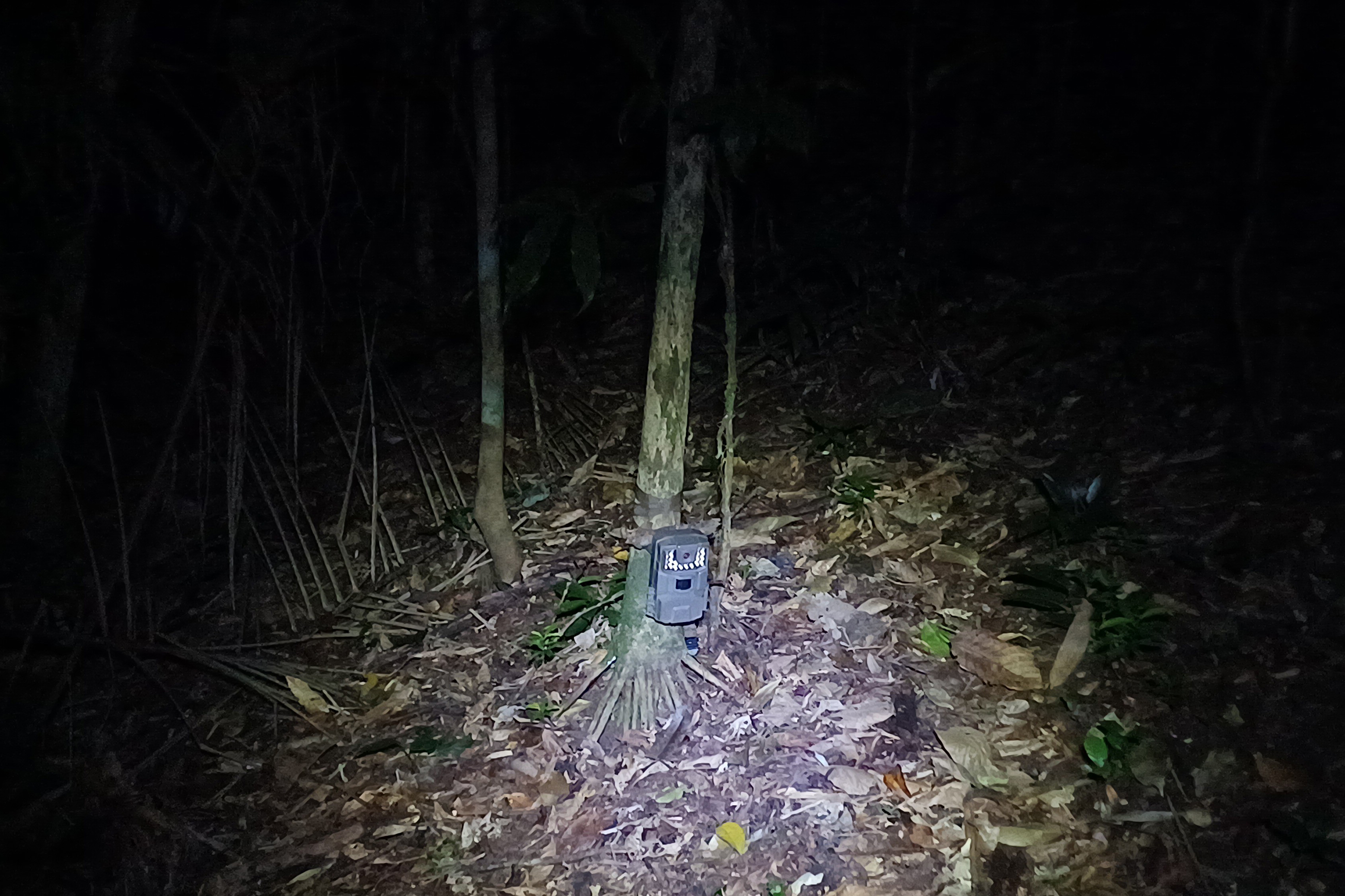 2 mil toneladas de aço, sapo raro e muito gelo na obra: as curiosidades da Ponte de Guaratuba