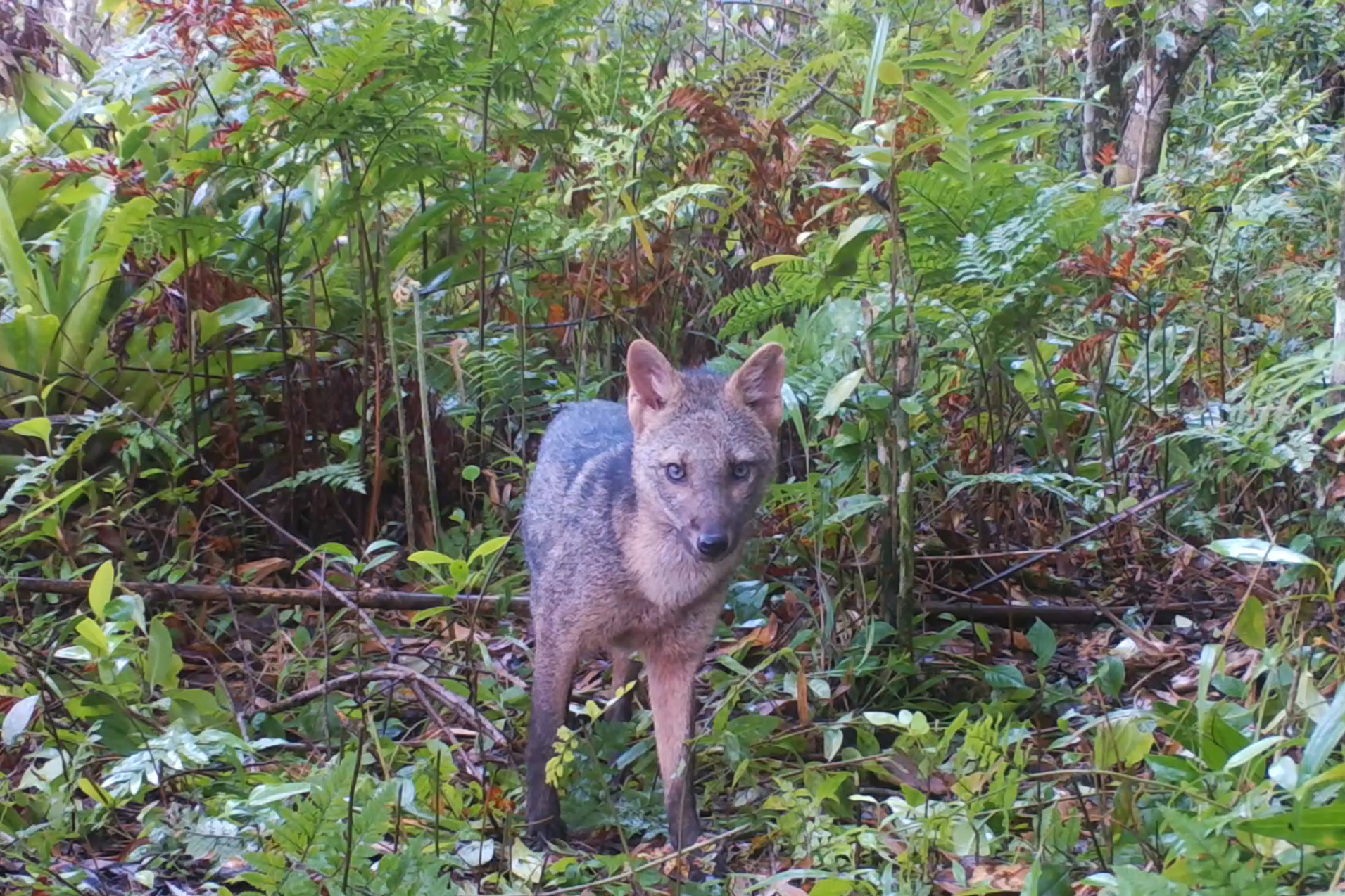 2 mil toneladas de aço, sapo raro e muito gelo na obra: as curiosidades da Ponte de Guaratuba