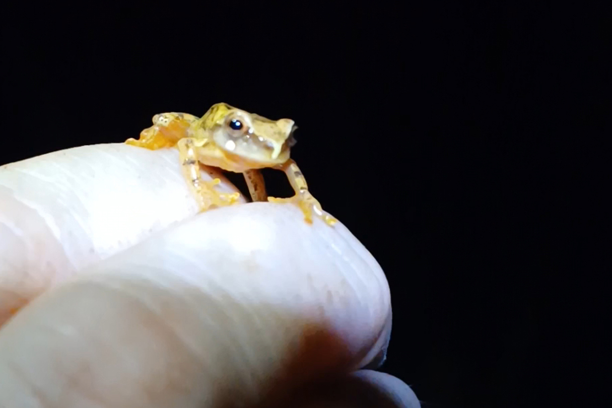 2 mil toneladas de aço, sapo raro e muito gelo na obra: as curiosidades da Ponte de Guaratuba
