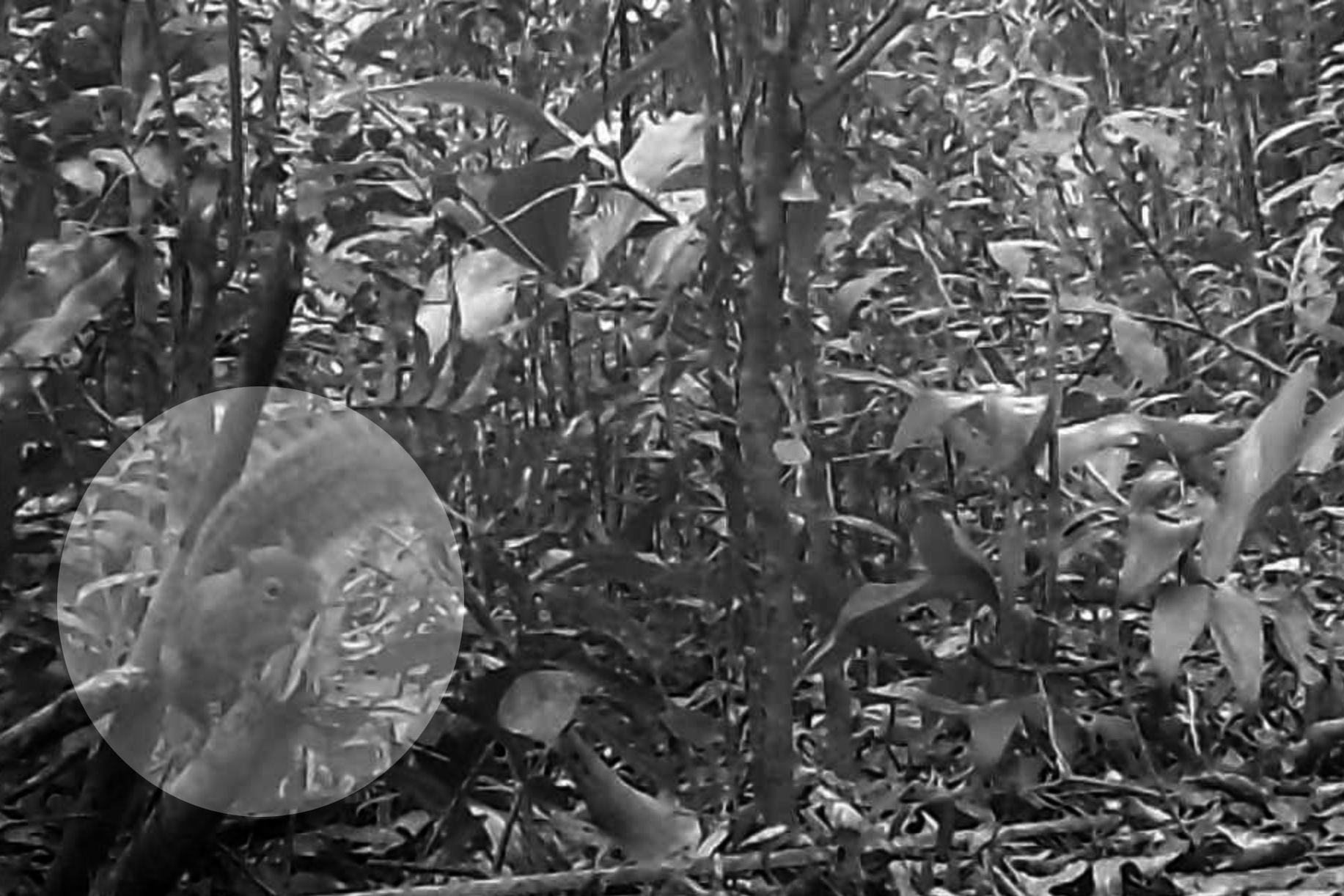 2 mil toneladas de aço, sapo raro e muito gelo na obra: as curiosidades da Ponte de Guaratuba