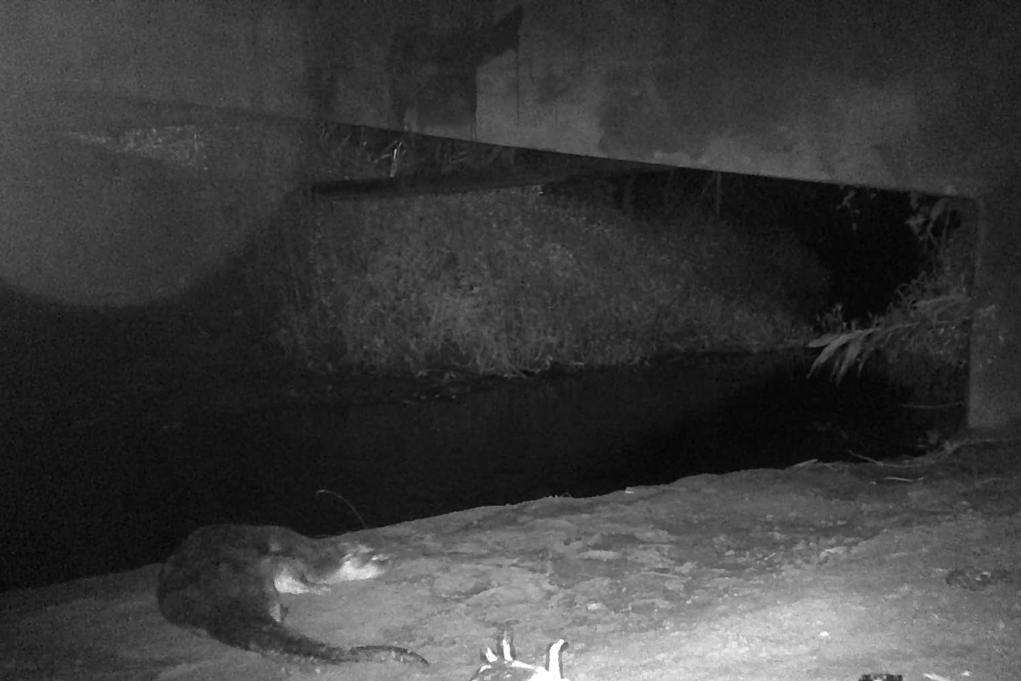 Lontra encontrada no monitoramento ambiental. Foto: Consórcio Nova Ponte