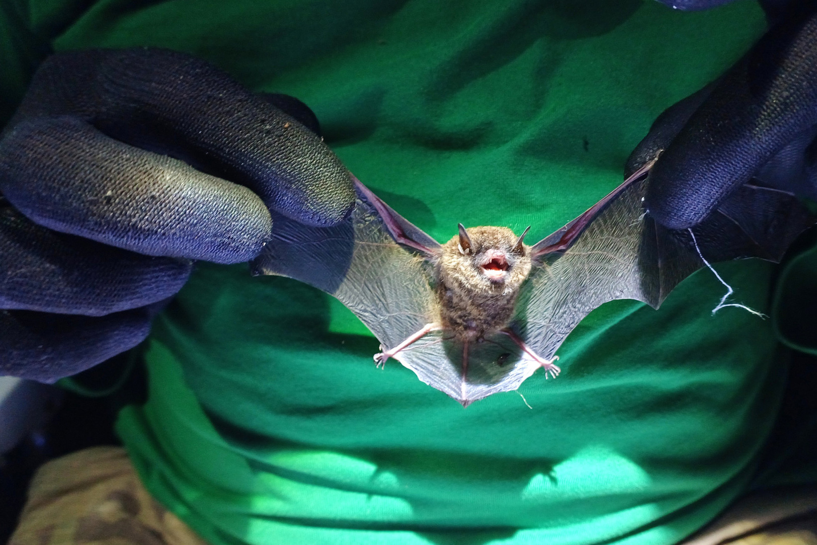 2 mil toneladas de aço, sapo raro e muito gelo na obra: as curiosidades da Ponte de Guaratuba