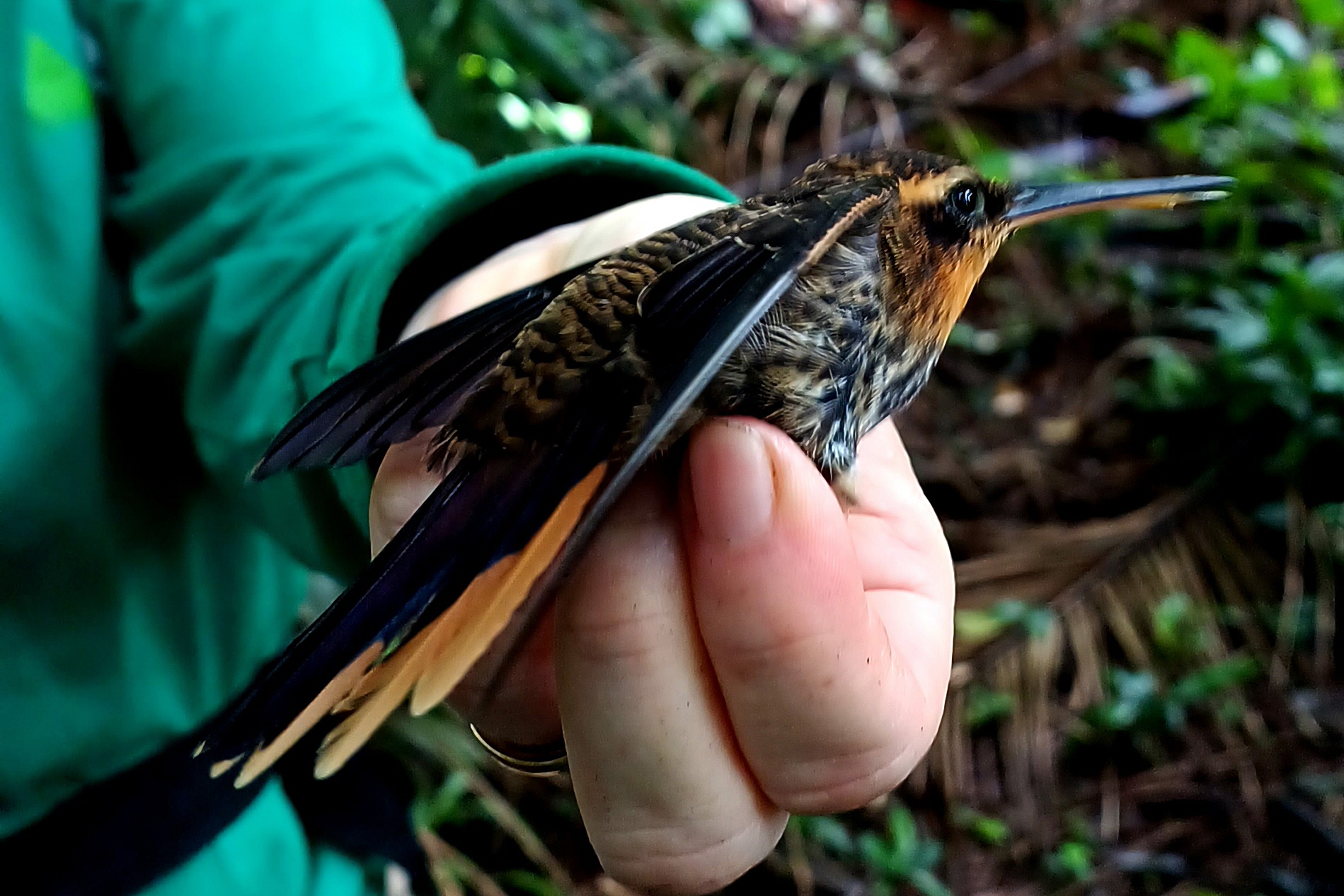 2 mil toneladas de aço, sapo raro e muito gelo na obra: as curiosidades da Ponte de Guaratuba