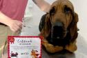 Ação do Corpo de Bombeiros incentiva doação de sangue canino para salvar vidas
