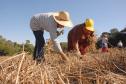 Coopera Paraná: Governo publica edital de R$ 31,5 milhões para apoiar agricultura familiar
