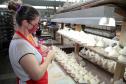 Agências do Trabalhador colocaram 62 mil mulheres no mercado de trabalho em 2023