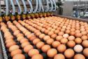 Produção de ovos do Paraná cresce 72% em uma década e mercado segue em expansão