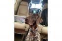 Cães e bombeiros do Paraná embarcam para o RS para ajudar em buscas por vítimas