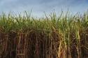 VBP Agropecuário do Paraná cresce 11% em 2023 e alcança R$ 197,8 bilhões
