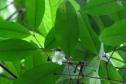 Monitoramento da flora na Ponte de Guaratuba visa melhorias e preservação