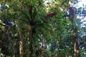 Monitoramento da flora na Ponte de Guaratuba visa melhorias e preservação