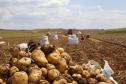 VBP Agropecuário do Paraná cresce 11% em 2023 e alcança R$ 197,8 bilhões