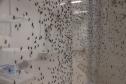 Biofábrica Wolbachia: Londrina e Foz do Iguaçu terão nova tecnologia de combate à dengue
