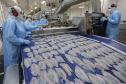 Com tilápia em alta, exportação paranaense de pescados cresceu 20% no 1º semestre de 2024