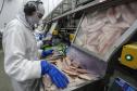 Com tilápia em alta, exportação paranaense de pescados cresceu 20% no 1º semestre de 2024