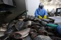 Com tilápia em alta, exportação paranaense de pescados cresceu 20% no 1º semestre de 2024