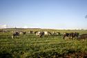 Industrialização e tecnologia no campo impulsionam a cadeia do leite no Paraná