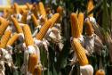 https://www.aen.pr.gov.br/Noticia/Governo-entrega-R-27-milhoes-em-equipamentos-para-colegios-agricolas-durante-o-Show-Rural