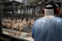 Supermercado do mundo: Paraná exporta mais alimentos que países como Japão, Portugal e Coreia do Sul