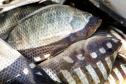 Receita na exportação de pescados do Paraná cresce mais de 4.600% em cinco anos Foto: Jaelson Lucas/Arquivo AEN
