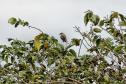 Recuperação de áreas verdes, combate ao desmatamento, cuidados com a água e a fauna e destinação correta dos resíduos sólidos: os indicadores que transformaram o Paraná em referência na proteção ao meio ambiente.