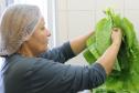 Paraná bate recorde de investimento em alimentos orgânicos nas escolas estaduais