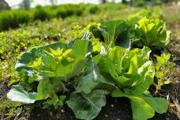 Instituto Água e Terra vai investir R$ 39,1 milhões em projetos de agroecologia em 21 municípios do Paraná.