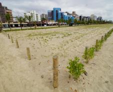 Revitalização da orla vai ampliar em quase cinco vezes a área de restinga nativa de Matinhos