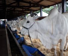 Na abertura da 61ª ExpoLondrina, governador destaca força do agronegócio paranaense