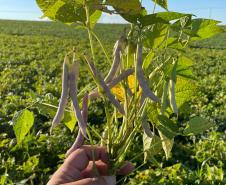 Paraná se destaca no melhoramento genético do feijão e garante maior produtividade