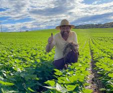 Paraná se destaca no melhoramento genético do feijão e garante maior produtividade