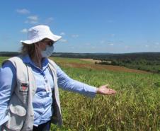 Paraná se destaca no melhoramento genético do feijão e garante maior produtividade