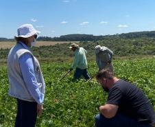 Paraná se destaca no melhoramento genético do feijão e garante maior produtividade