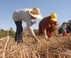 Coopera Paraná: Governo publica edital de R$ 31,5 milhões para apoiar agricultura familiar