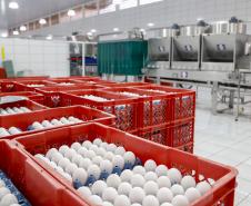 Produção de ovos do Paraná cresce 72% em uma década e mercado segue em expansão