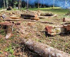 IAT aplicou R$ 40,2 milhões em multas por danos ambientais entre janeiro e março deste ano