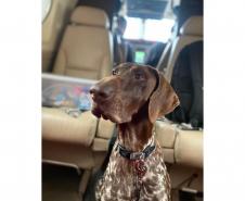 Cães e bombeiros do Paraná embarcam para o RS para ajudar em buscas por vítimas