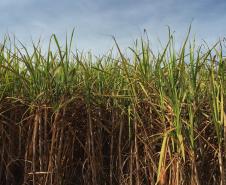 VBP Agropecuário do Paraná cresce 11% em 2023 e alcança R$ 197,8 bilhões