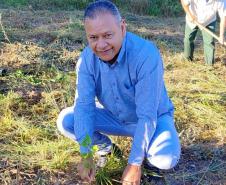 No Dia Mundial do Meio Ambiente, Paraná alcança 9,8 milhões de mudas distribuídas desde 2019.