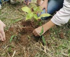 No Dia Mundial do Meio Ambiente, Paraná alcança 9,8 milhões de mudas distribuídas desde 2019.