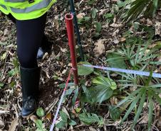 Monitoramento da flora na Ponte de Guaratuba visa melhorias e preservação