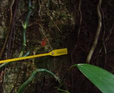 Monitoramento da flora na Ponte de Guaratuba visa melhorias e preservação