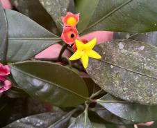Monitoramento da flora na Ponte de Guaratuba visa melhorias e preservação