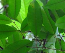 Monitoramento da flora na Ponte de Guaratuba visa melhorias e preservação