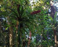 Monitoramento da flora na Ponte de Guaratuba visa melhorias e preservação