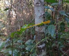 Monitoramento da flora na Ponte de Guaratuba visa melhorias e preservação