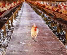 VBP Agropecuário do Paraná cresce 11% em 2023 e alcança R$ 197,8 bilhões